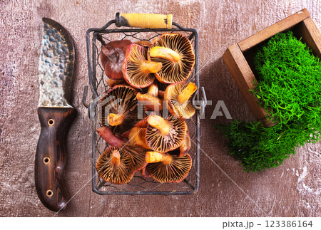 The Slimy Spike (Gomphidius glutinosus) is an edible mushroom 123386164