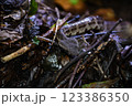 地を這うヒメハブ 123386350