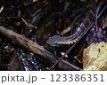 水辺で舌を出すヒメハブ 123386351