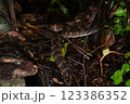 地を這うヒメハブ 123386352