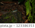 青いオキナワイシカワガエル 123386353
