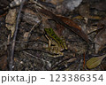 ハナサキガエル 123386354