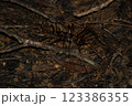山を歩くオオゲジ 123386355