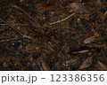 山を歩くオオゲジ 123386356