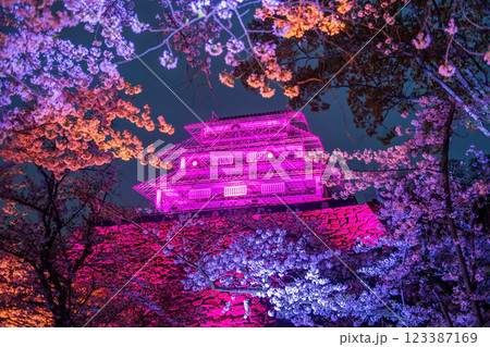Colorful cherry blossom light up and pink Fukuoka Castle ruins st night 123387169