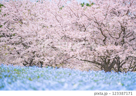 Pink sakura and Nemophila blossom, Uminonakamichi Park, Fukuoka 123387171
