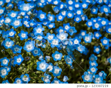 満開の青いネモフィラの花 満開の青いネモフィラの花 123387219