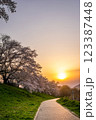 夕日に染まる桜 123387448