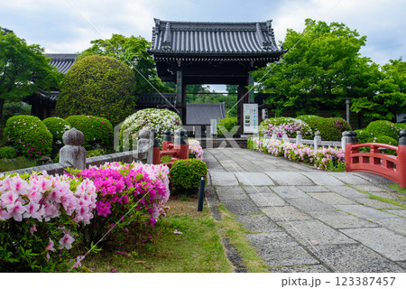 京都　妙満寺に咲くツツジ 123387457