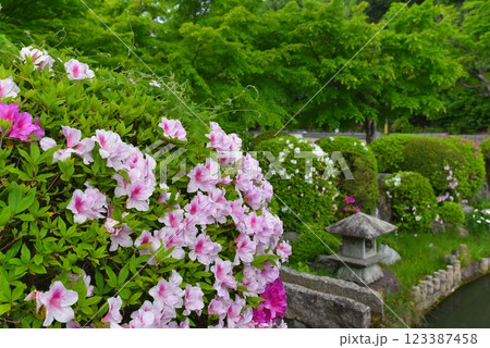 京都　妙満寺に咲くツツジ 123387458