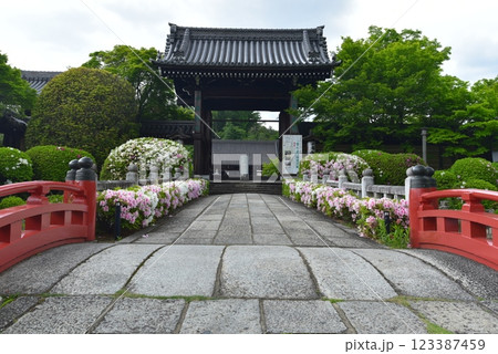 京都　妙満寺に咲くツツジ 123387459