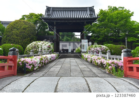 京都　妙満寺に咲くツツジ 123387460