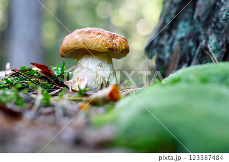 Big white mushroom in autumn forest Big white mushroom in autumn forest 123387484