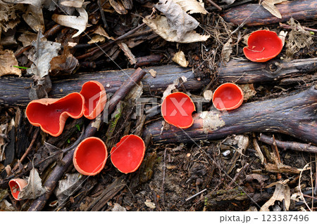Edible spring mushrooms scarlet elf cup 123387496