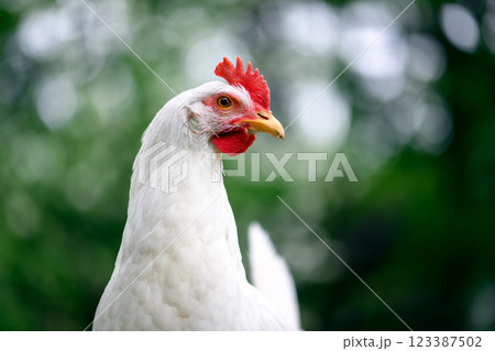 Free range white chicken Leghorn breed Free range white chicken Leghorn breed 123387502