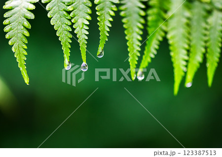 Macro photography of fresh fern leaves with tiny water droplets 123387513
