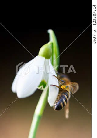 Macro shot of a bee with pollen on its legs 123387514