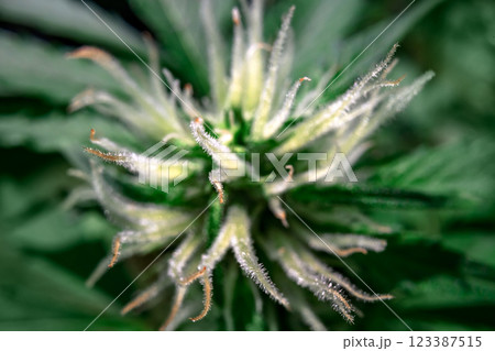 Macro shot of hairy trichomes on a flowering cannabis 123387515