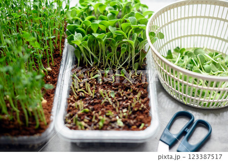 Microgreens of milk thistle growing indoors Microgreens of milk thistle growing indoors 123387517