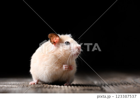 Sitting beige Syrian hamster on old wooden table 123387537