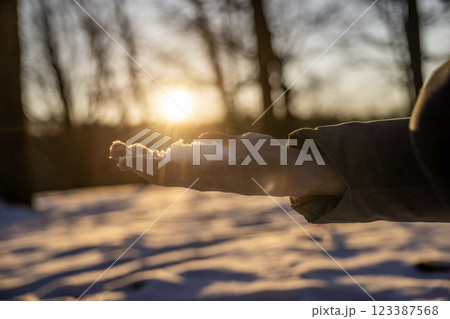 Hand holding snow against a winter sunset with golden sunlight and blurred trees in the background. Hand holding snow against a winter sunset with golden sunlight and blurred trees in the background. 123387568