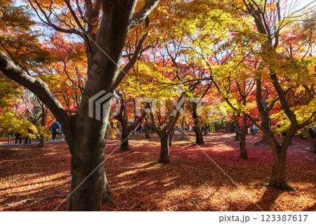Colorful foliage garden of tofukuji temple at peak autumn, Kyoto 123387617