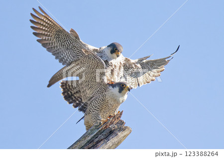 交尾したい雄を翼で払おうとするハヤブサの雌 123388264