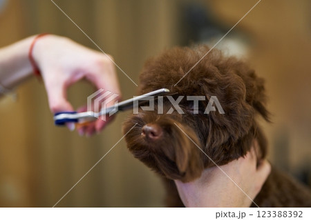 Dog grooming session in a cozy salon environment Dog grooming session in a cozy salon environment 123388392