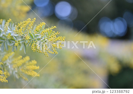 ミモザ　春素材 123388792