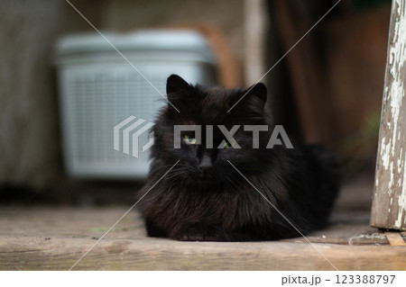 Black Cat Resting on Wooden Floor Near Chair Black Cat Resting on Wooden Floor Near Chair 123388797