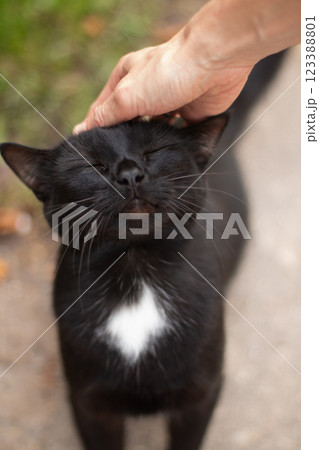 "Hand Gently Petting a Content Black Cat's Head" "Hand Gently Petting a Content Black Cat's Head" 123388801