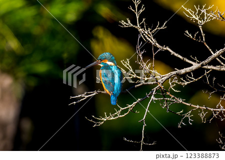 枝にとまるカワセミ 123388873