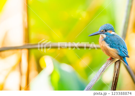 草にとまるカワセミ・コピースペース 草にとまるカワセミ・コピースペース 123388874