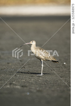 ホウロクシギ幼鳥 ホウロクシギ幼鳥 123388973