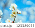 白い梅の花 123389055