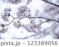 桜の花が咲いています 123389056