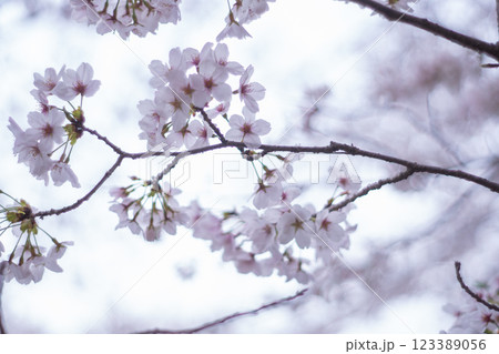 桜の花が咲いています 123389056