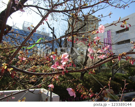 咲き始めた稲毛海岸駅前の河津桜 咲き始めた稲毛海岸駅前の河津桜 123389144