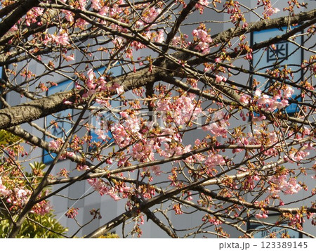 咲き始めた稲毛海岸駅前の河津桜 咲き始めた稲毛海岸駅前の河津桜 123389145