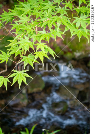 渓流とモミジの新緑(三重県名張市赤目町) 渓流とモミジの新緑(三重県名張市赤目町) 123389167