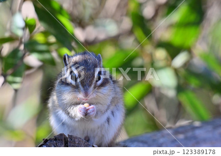 木陰でまったり木の実を食べる可愛いシマリス 木陰でまったり木の実を食べる可愛いシマリス 123389178