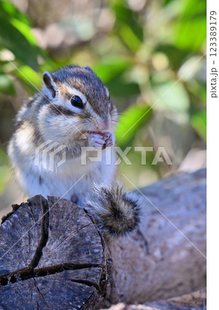 木陰でまったり木の実を食べる可愛いシマリス 木陰でまったり木の実を食べる可愛いシマリス 123389179