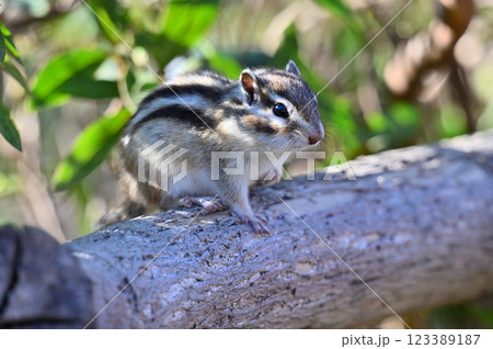 木陰でまったり　かわいいシマリス 123389187