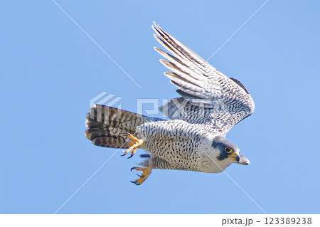スピードを上げようとしているハヤブサ 123389238
