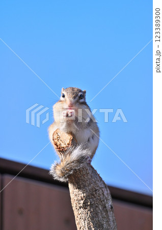 爽やかな青空　枝の先でまったりする可愛いシマリス 123389300