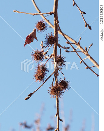 朝日を浴びたタイワンフウの実（冬空と垂れ下がるカエデの枝） 123389308
