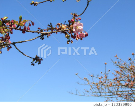 咲き始めた稲毛海岸駅前の河津桜 123389990