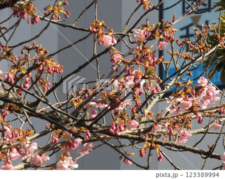 咲き始めた稲毛海岸駅前の河津桜 123389994