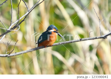 どこからともなく来て目の前に止まった可愛いくて綺麗なカワセミ どこからともなく来て目の前に止まった可愛いくて綺麗なカワセミ 123390041