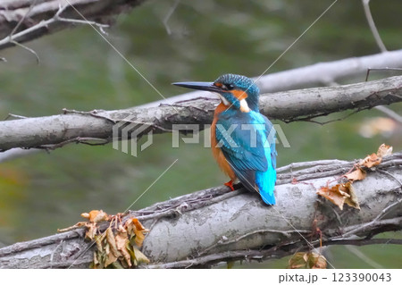どこからともなく来て目の前に止まった可愛いくて綺麗なカワセミ どこからともなく来て目の前に止まった可愛いくて綺麗なカワセミ 123390043
